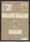 Triceratium madagascarense Grun. (de-Toni-Nr.: Genus 140, Species 3848) Zeichnungen Sammlung Grunow Nr. 7347 (NHMW-BOT-W0376396)